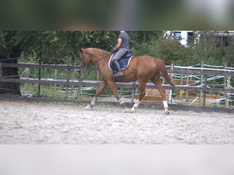 Hanoverian Mare 13 years 16,1 hh Chestnut-Red in Worms