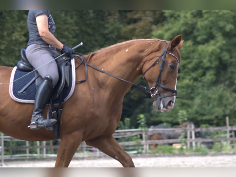 Hanoverian Mare 13 years 16,1 hh Chestnut-Red in Worms