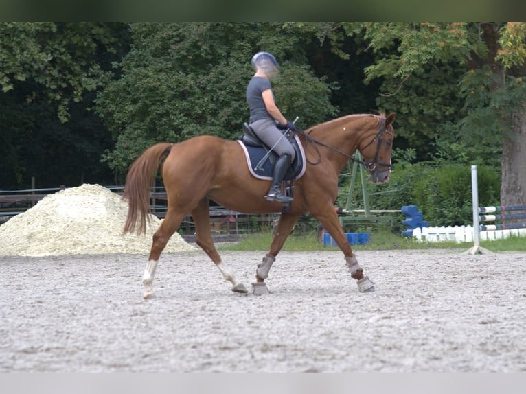 Hanoverian Mare 13 years 16,1 hh Chestnut-Red in Worms