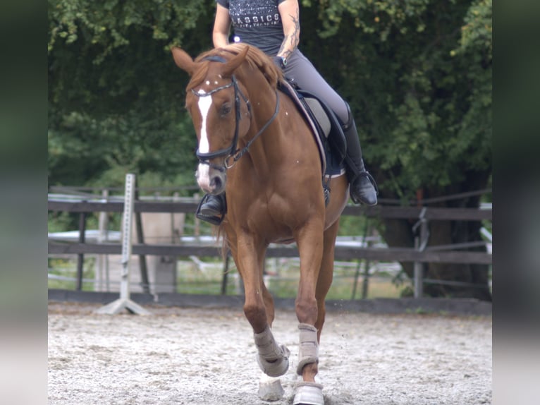 Hanoverian Mare 13 years 16,1 hh Chestnut-Red in Worms