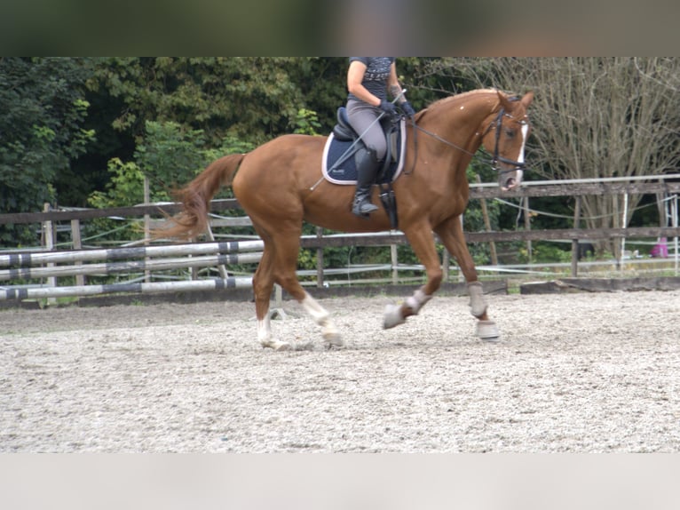 Hanoverian Mare 13 years 16,1 hh Chestnut-Red in Worms