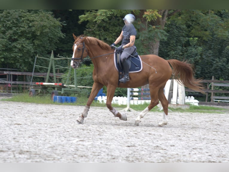 Hanoverian Mare 13 years 16,1 hh Chestnut-Red in Worms
