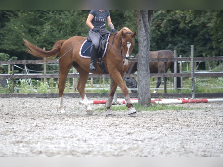 Hanoverian Mare 13 years 16,1 hh Chestnut-Red in Worms