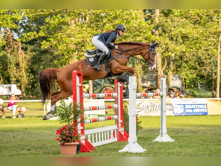 Hanoverian Mare 13 years 16,1 hh Chestnut-Red in G&#xF6;ttingen