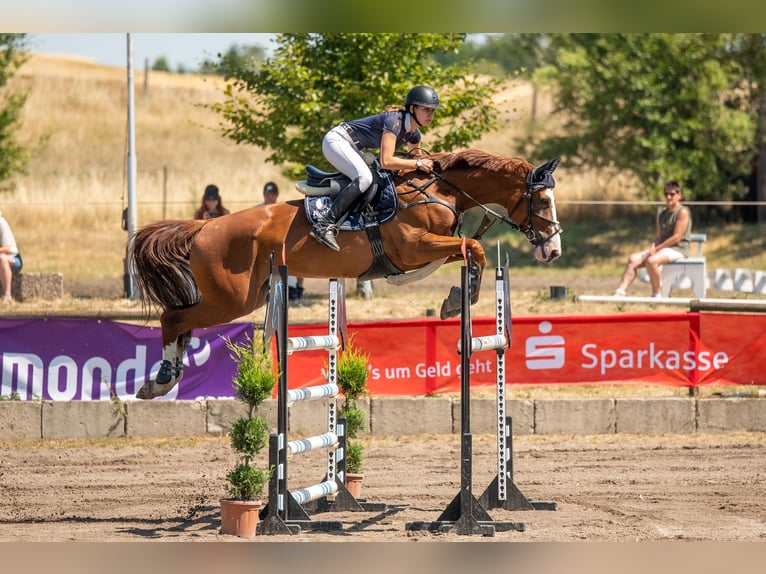 Hanoverian Mare 13 years 16,1 hh Chestnut-Red in G&#xF6;ttingen