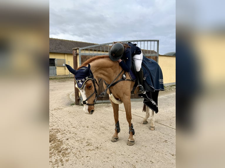 Hanoverian Mare 13 years 16,1 hh Chestnut-Red in G&#xF6;ttingen