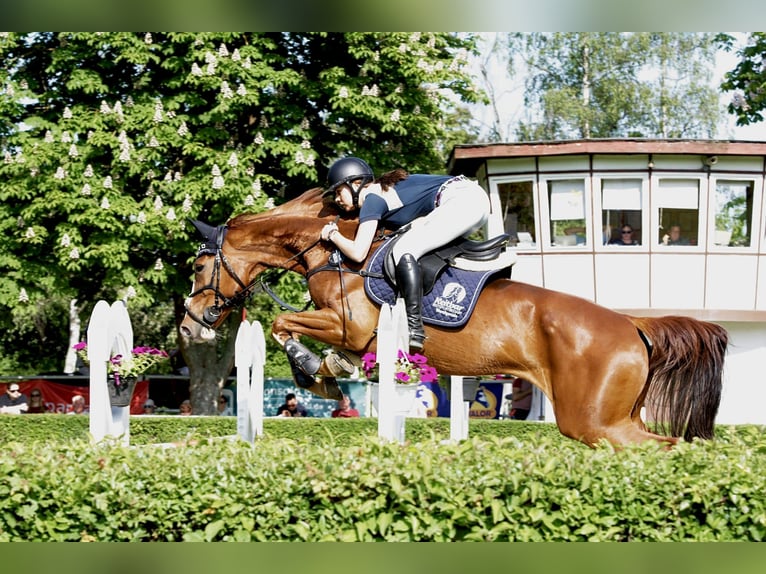 Hanoverian Mare 13 years 16,1 hh Chestnut-Red in G&#xF6;ttingen