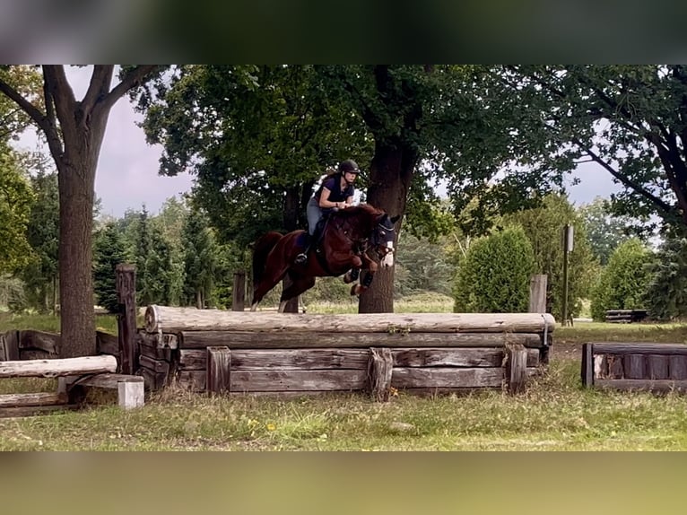 Hanoverian Mare 13 years 16,1 hh Chestnut-Red in G&#xF6;ttingen