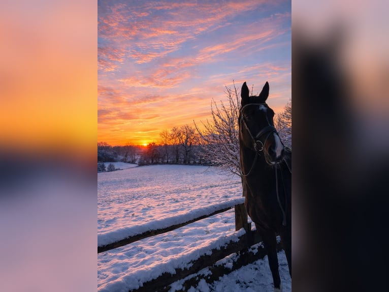 Hanoverian Mare 13 years 16,2 hh Bay-Dark in Satrup