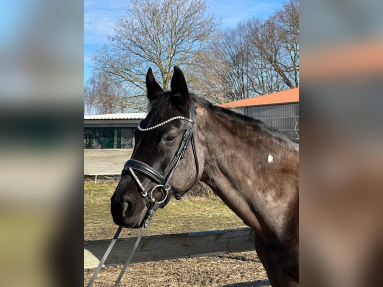 Hanoverian Mare 13 years 16,2 hh Black in Hildesheim