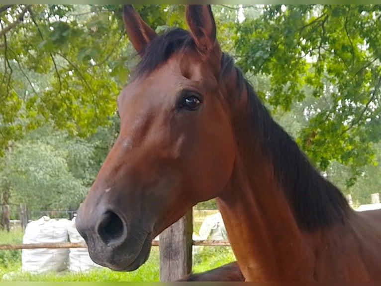 Hanoverian Mare 13 years 16,2 hh Brown in Minden