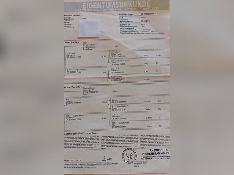 Hanoverian Mare 13 years 16,2 hh Brown in Minden