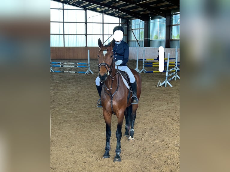Hanoverian Mare 13 years 16,2 hh Brown in Danndorf
