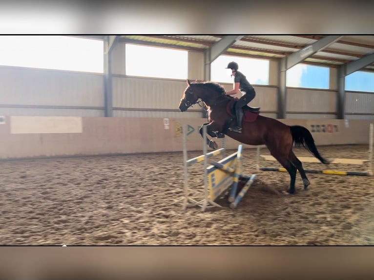 Hanoverian Mare 13 years 16,2 hh Brown in Danndorf