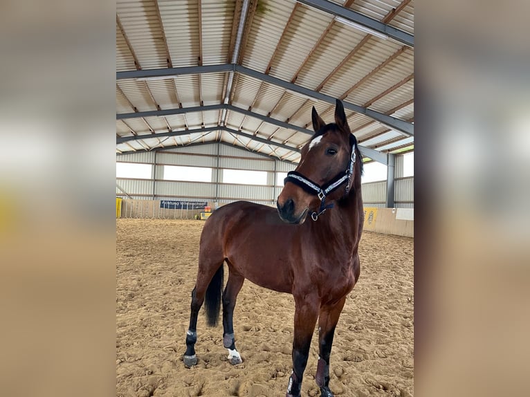 Hanoverian Mare 13 years 16,2 hh Brown in Danndorf