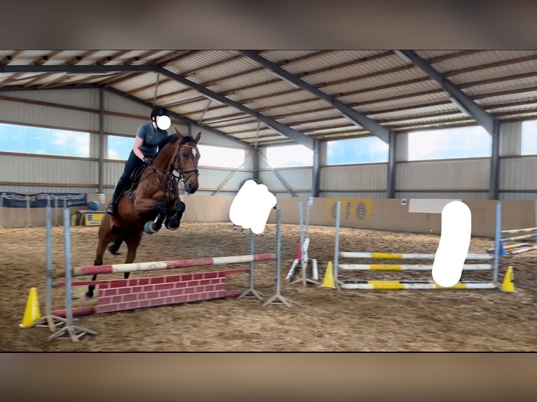 Hanoverian Mare 13 years 16,2 hh Brown in Danndorf