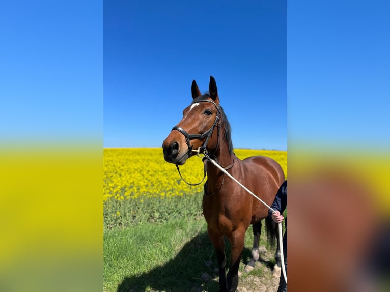 Hanoverian Mare 13 years 16,2 hh Brown in Danndorf