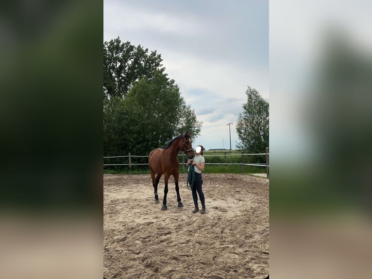 Hanoverian Mare 13 years 16,2 hh Brown in Danndorf