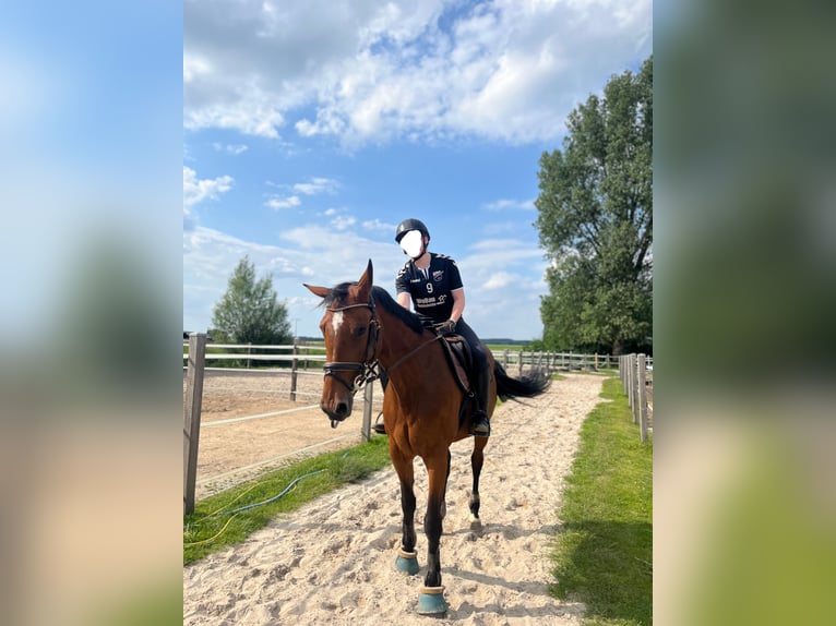 Hanoverian Mare 13 years 16,2 hh Brown in Danndorf