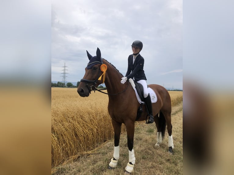 Hanoverian Mare 13 years 16,2 hh Brown in Hanau
