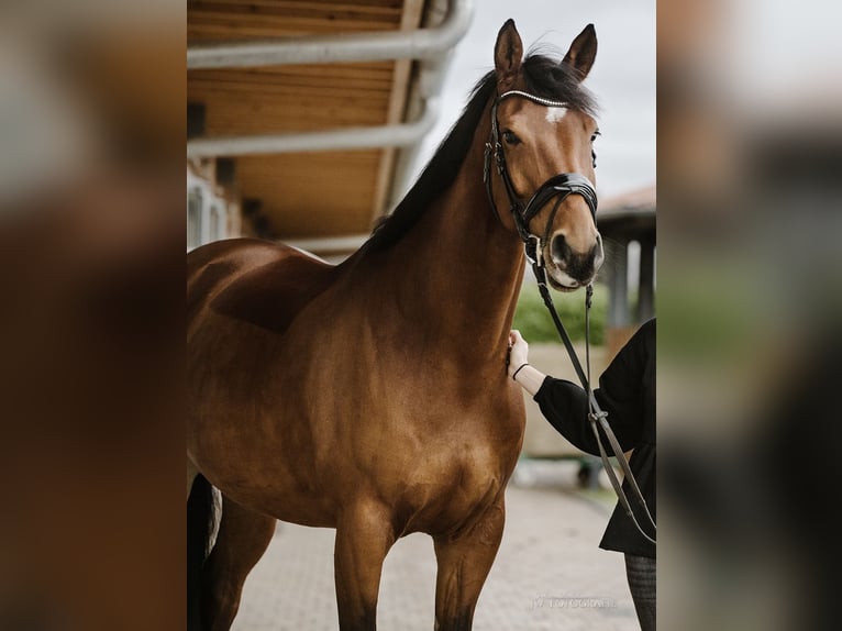 Hanoverian Mare 13 years 16,2 hh Brown in Hanau