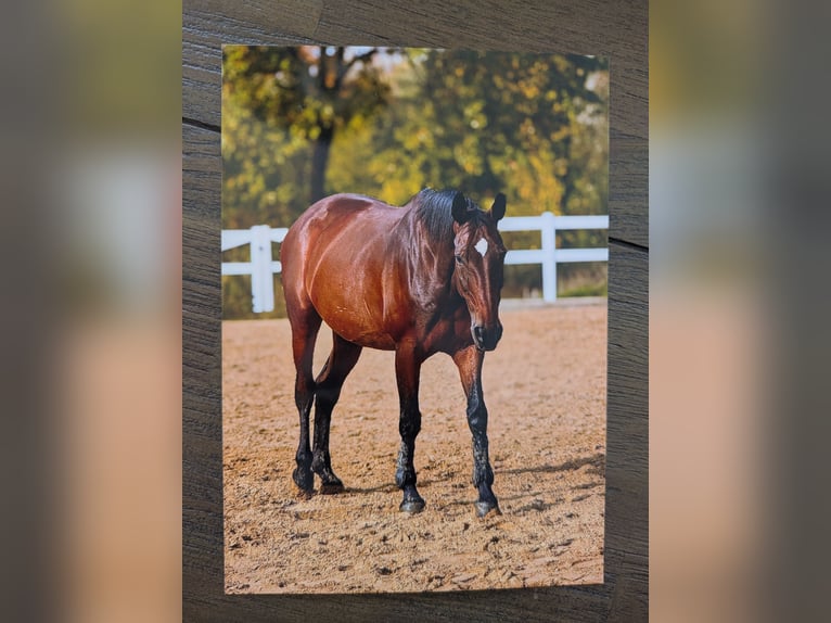 Hanoverian Mare 13 years 16,2 hh Brown in Hattorf am Harz
