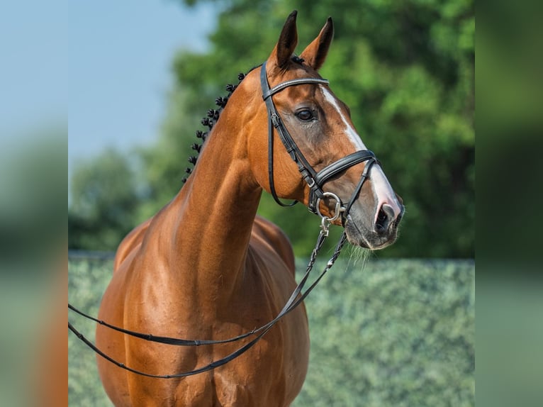 Hanoverian Mare 13 years 16,2 hh Brown in M&#xFC;nster