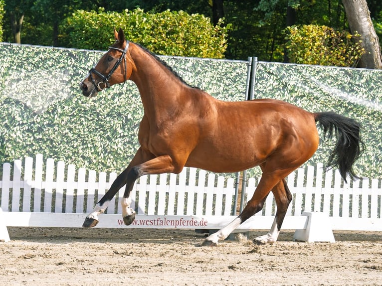 Hanoverian Mare 13 years 16,2 hh Brown in M&#xFC;nster