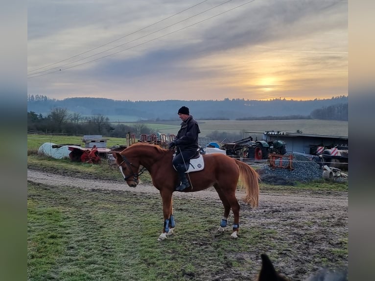 Hanoverian Mare 13 years 16,2 hh Chestnut-Red in Hünstetten