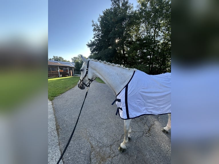 Hanoverian Mare 13 years 16,2 hh Grey in Simmershofen