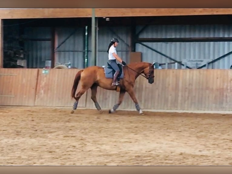 Hanoverian Mare 13 years 16,3 hh Chestnut-Red in Burgdorf