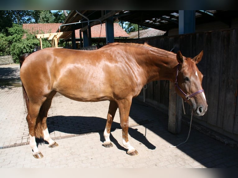 Hanoverian Mare 13 years 16,3 hh Chestnut-Red in Burgdorf