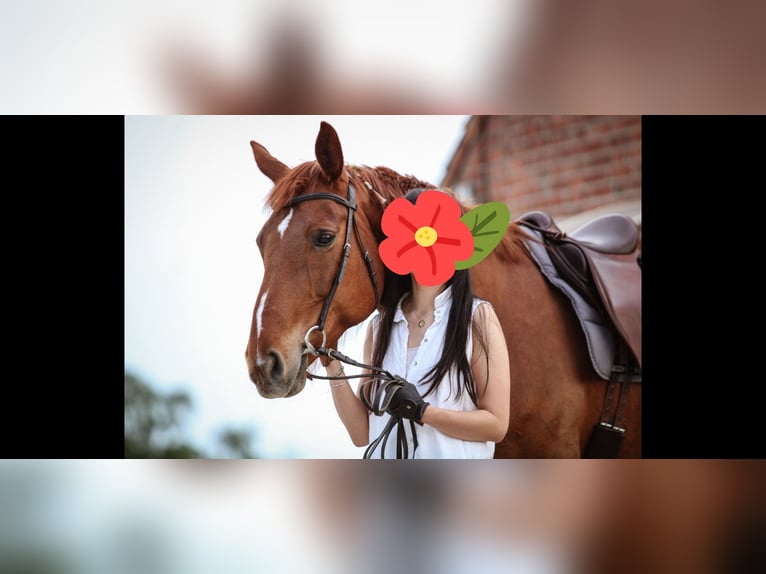 Hanoverian Mare 13 years 16,3 hh Chestnut-Red in Burgdorf