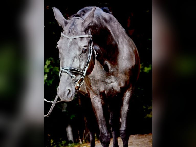 Hanoverian Mare 13 years 16,3 hh in Starnberg