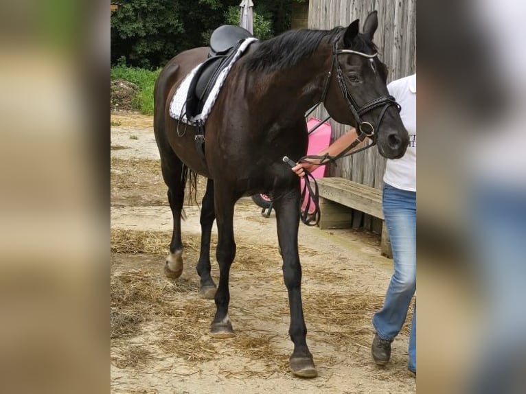 Hanoverian Mare 13 years 16,3 hh in Starnberg