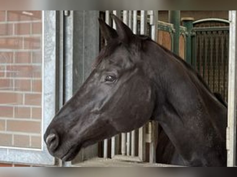 Hanoverian Mare 13 years 16,3 hh in Starnberg