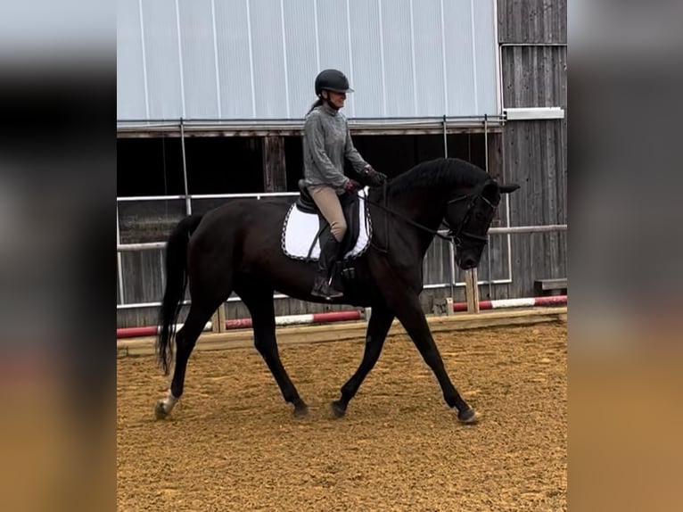 Hanoverian Mare 13 years 16,3 hh in Starnberg