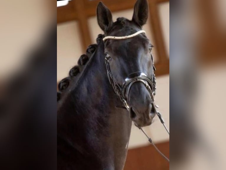 Hanoverian Mare 13 years 16,3 hh in Starnberg