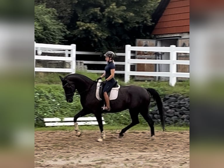 Hanoverian Mare 13 years 16,3 hh in Starnberg