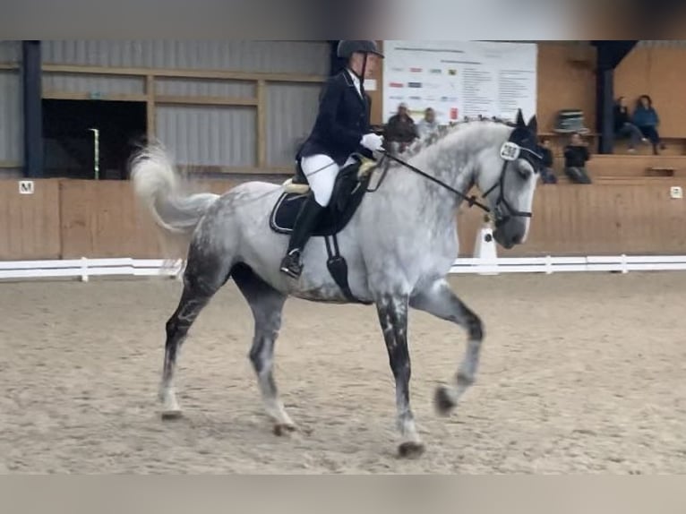 Hanoverian Mare 13 years 17,1 hh Gray in Seeth