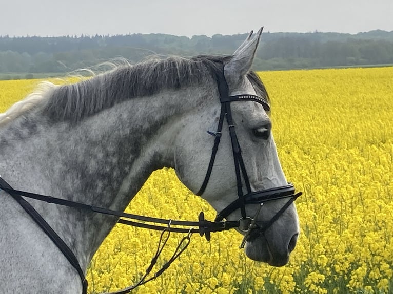 Hanoverian Mare 13 years 17,1 hh Gray in Seeth