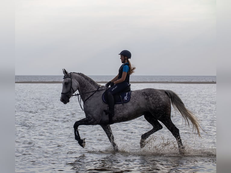 Hanoverian Mare 13 years 17,1 hh Gray in Seeth