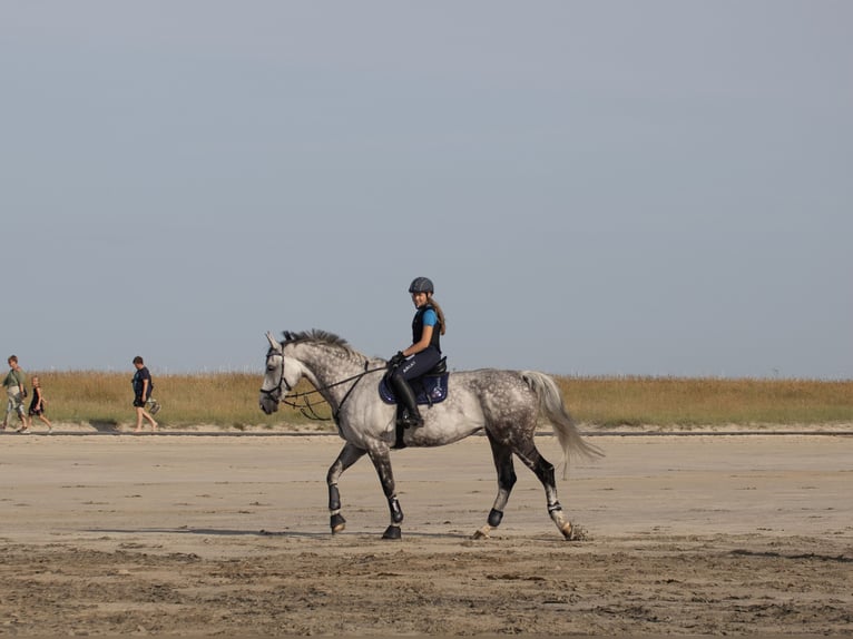 Hanoverian Mare 13 years 17,1 hh Gray in Seeth