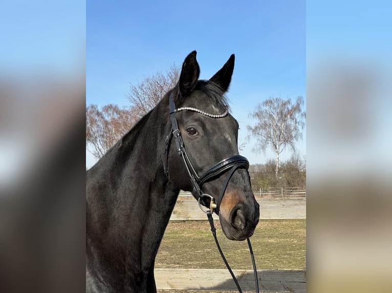 Hanoverian Mare 13 years 17 hh Bay-Dark in Hildesheim