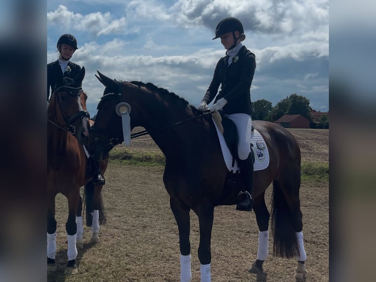 Hanoverian Mare 13 years 17 hh Bay-Dark in Dünsen