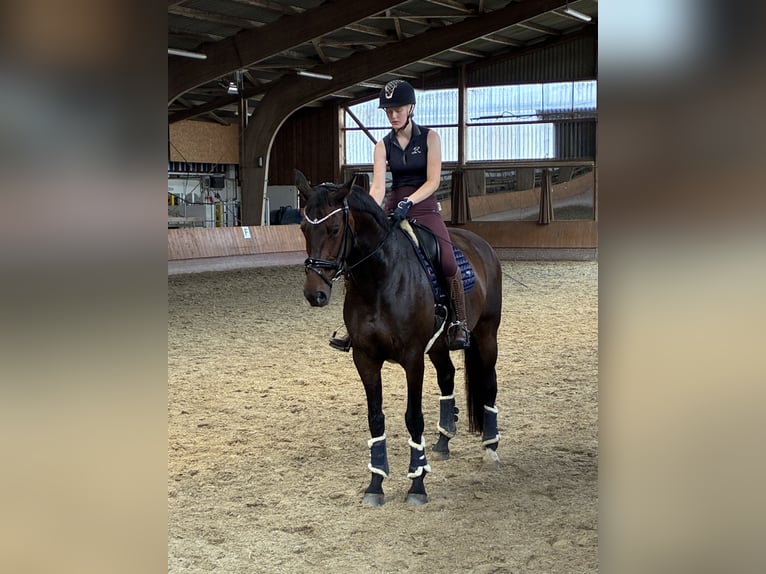 Hanoverian Mare 13 years 17 hh Bay-Dark in Dünsen