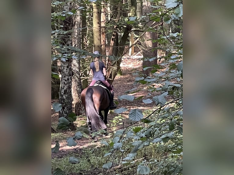 Hanoverian Mare 13 years 17 hh Bay-Dark in Dünsen