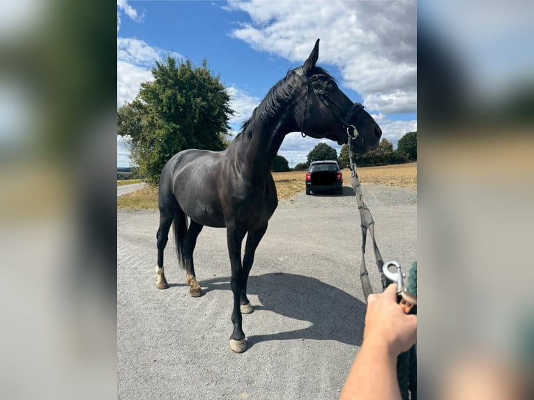 Hanoverian Mare 13 years 17 hh Black in Bruchhausen-Vilsen