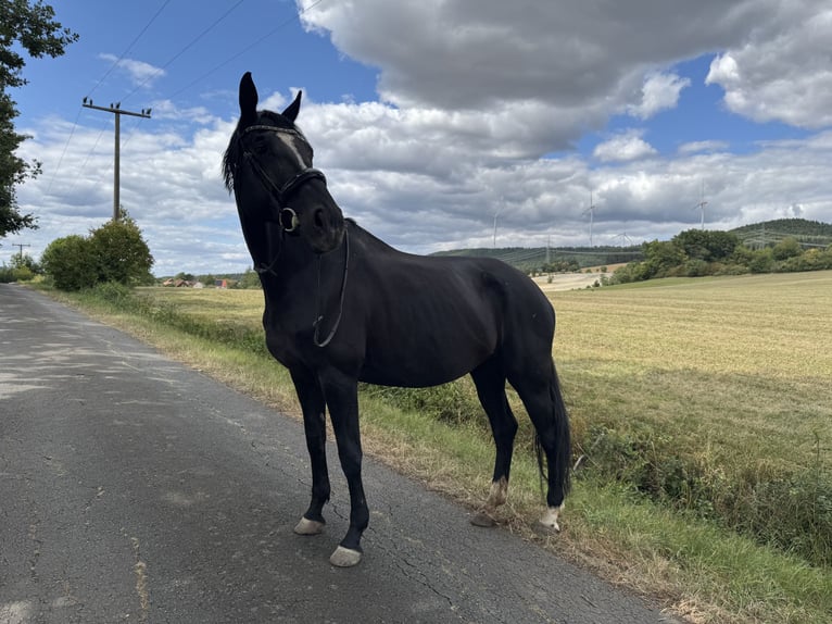 Hanoverian Mare 13 years 17 hh Black in Bruchhausen-Vilsen