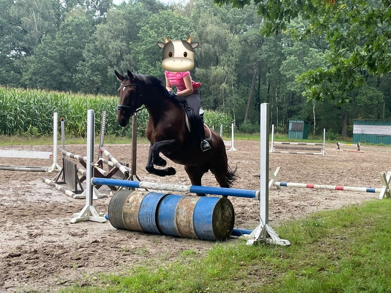 Hanoverian Mare 13 years 17 hh Brown in Schneverdingen